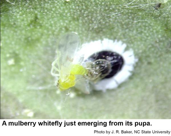 A brand new mulberry whitefly just emerging from its pupal stage
